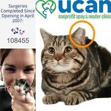 Free spay and neuter for community cats in Coachella Valley