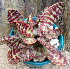 Kalanchoe Humilis Planting Succulents Cacti And Succulents Hardy Plants