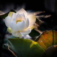 [Image: images?q=tbn%3AANd9GcS8mgXttmo890a-_0vQJ...DsGpmeFaX9]