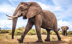 Shop thousands of pictures elephant you'll love at wayfair Elephant Rumbles Travel More Than 6 Km Through The Ground Physics World
