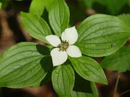 Image result for Cornaceae