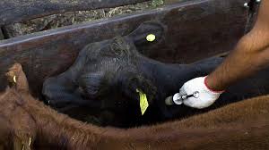 Resultado de imagen para bioseguridad en planta de cereal