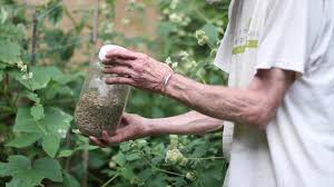 Image result for Cyathula polycephala