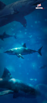 Check spelling or type a new query. Shark Iphone Wallpaper Shark Nation