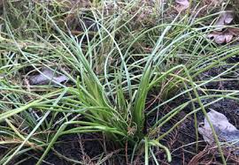 Image result for Isoetaceae