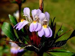 Image result for Hygrophila schulli