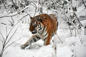 Amur Tigers Photo Amur Tiger Snow Tiger Pictures Amur Tiger Snow Tiger