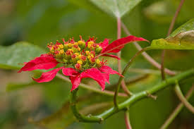 Image result for Euphorbia pulcherrima