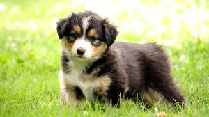 English shepherd information english shepherd is a medium sized breed that is capable in multiple disciplines such as herding and protecting farm animals, hunting vermin and guarding the home and children. English Shepherd Price Temperament Life Span