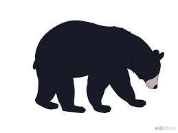 Bear Sketch Patterns Google Search Bear Sketch Black Bear Bear