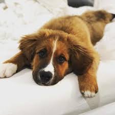 Talking to the breeder about the other parent breed can give you a better idea of what range to expect in a bernese mountain dog mix. Bernese Mountain Dog Puppies Raleigh Nc