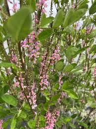 Image result for Indigofera erythrogramma