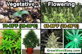 Cannabis Temperature Tutorial Grow Weed Easy