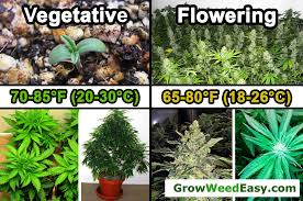 Cannabis Temperature Tutorial Grow Weed Easy