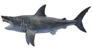 And yet, despite being at the top of the food chain with no known predators, the shark went extinct. Megalodon Sharks Found To Be Bigger After High School Maths Class Reveals Flaws In Original Tooth Formulas The Weather Channel Articles From The Weather Channel Weather Com