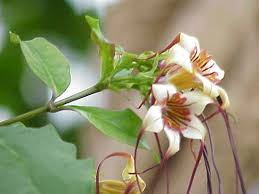 Image result for Strophanthus gardeniiflorus