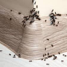 Comment Se Debarrasser Des Fourmis Une Fois Pour Toutes Blog But