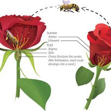 Not only do bees pollinate about a third of our food supply and crops, including fruits, vegetables, nuts, and cocoa beans, but they also make it possible to live in a world with honey. Parts Of The Flower Where Bees Need To Collect And Deposit Pollen For Download Scientific Diagram