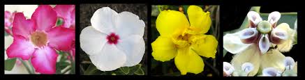 Image result for Apocynaceae subfamilies Apocynoideae and Rauvolfioideae