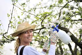 Spray tank ph several pesticides break down rapidly in alkaline water. When To Spray Fruit Trees With Insecticide Solved Bob Vila
