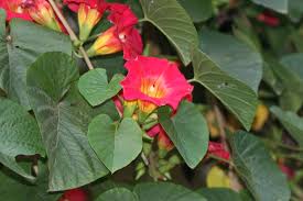 Image result for Stictocardia