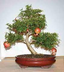 Bonsai Plants In Hyderabad Bonsai Buah Sayuran