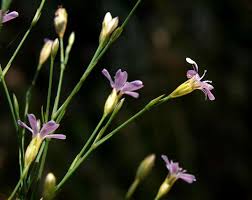 Image result for Galiniera saxifraga