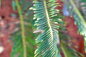 Image result for Encephalartos aplanatus