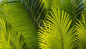 Amanah ikhtiar malaysia career ambank credit card promotion amanah butler malaysia sdn bhd aizat amdan hanya bursa malaysia i on twitter bursa malaysia s shariah compliant commodity trading platform bursa suq al sila bsas hosted. Islamic Market