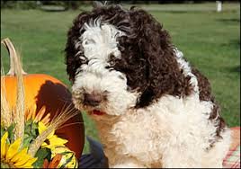 Lancaster puppies advertises puppies for sale in pa, as well as ohio, indiana, new york and other states. Lagotto Romagnolo Of Canada Kennels Lrc At Duckett Truffieres