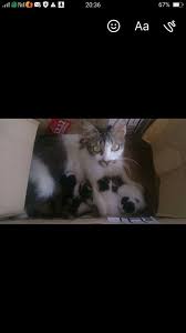 Seperti kucing terbiar lain yang diambil untuk dipelihara, snowy telah dihantar ke doktor veterinar untuk dikasi (neuter) dan dibersihkan. Taman Perumahan Seksyen 30 Shah Alam Malaysian Cats Free Adoption Kucing Diberi Secara Percuma Facebook