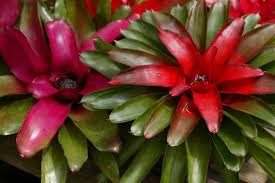 List of flowers in the philippines 1. Tropical Plants Rainforest Plants That Look Great In The Garden