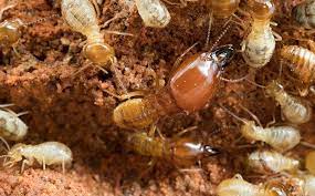 Even if you are able to identify the nest and use one of the above treatments, there is no guarantee they will not return. A Step By Step Guide To Identifying Termite Problems Around Your Bay Area Property