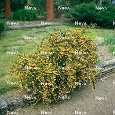 Image result for Berberis darwinii