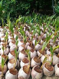 Matag f1 benih kelapa matag f2 benih kelapa pandan siam benih kelapa sawit benih kuinin. Kelapa Matag