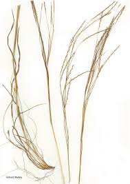 Image result for Schizachyrium sanguineum