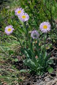 Image result for Erigeron steudelii