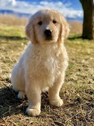 A golden retriever is friendly, calm, compliant and compatible with people and other dogs. California Golden Love Golden Retrievers Golden Doodles