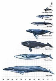 Blue Whale Facts For Kids Blue Whale Information About