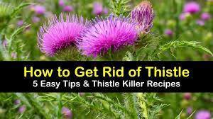 Maybe you would like to learn more about one of these? 5 Easy Ways To Get Rid Of Thistle
