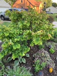 Aka jn2, the rising sun�). Redbud Tree Help 584740 Ask Extension