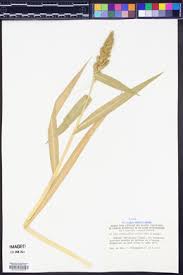 Image result for Echinochloa brevipedicellata
