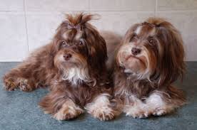 Colors Colours In Havanese Havaneser Farben Info Chocolate Brown Colour Color Schokolade Farbe Havaneser Havanese Puppies Havanese Havanese Dogs