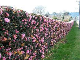 5,737 gardening hedge stock video clips in 4k and hd for creative projects. Camelia Hedge Garden Hedges Hedges Landscaping Plants