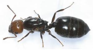 best home remes to get rid of ants