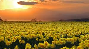 It is one of the most popular poems of wordsworth. Poem I Wandered Lonely As A Cloud William Wordsworth Read By Sian Phillips Bluedotmusic Youtube