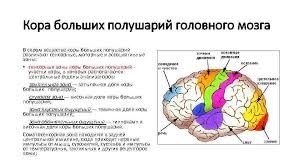 Kora Bolshih Polusharij Golovnogo Mozga Pimenova Anna Yurevna