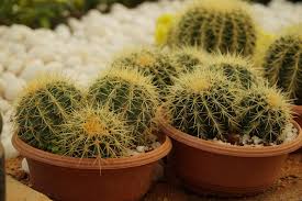 Click to read more about what a moon cactus is and what you can do! Why Do Cacti Have Spines Cactusway