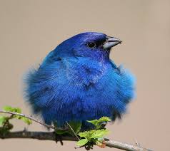 Small Birds Of Northern Illinois Indigo Bunting Beautiful Birds Colorful Birds Bird Pictures