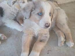 Australian shepherds come in a variety of colors, among them red, blue, black, tuxedo, and merle. Australian Shepherd Puppies 8 Weeks Old For Sale In Hanford California Classified Americanlisted Com